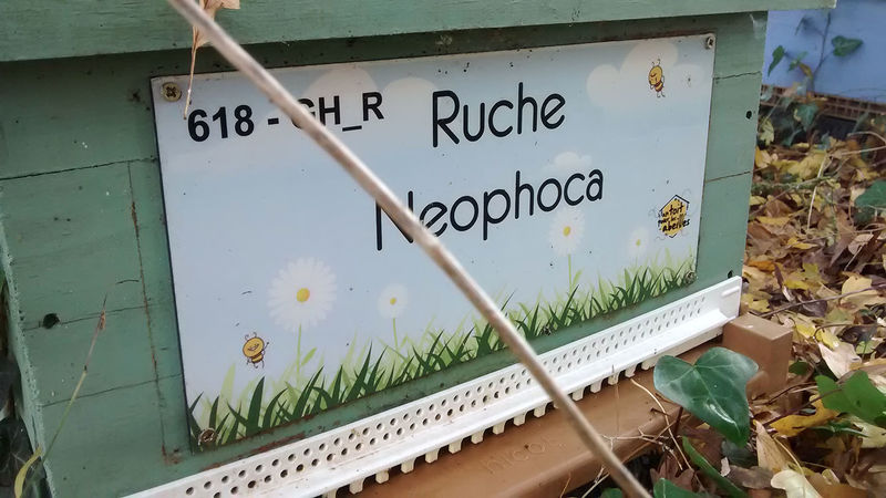 La ruche Neophoca