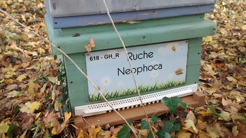 La ruche Neophoca