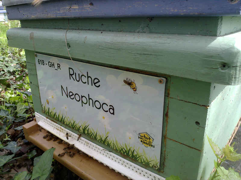 La ruche Neophoca