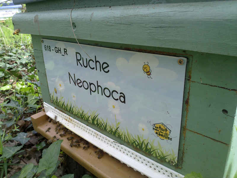 La ruche Neophoca