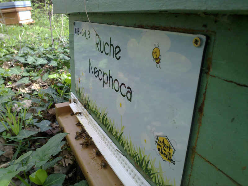 La ruche Neophoca