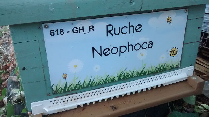 La ruche Neophoca