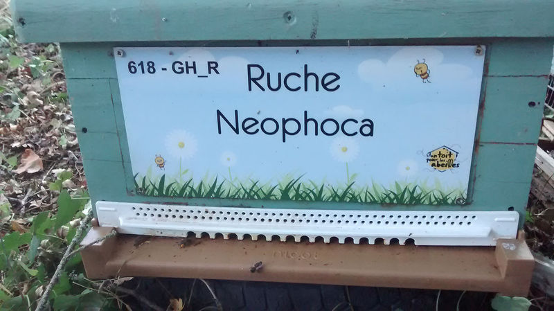 La ruche Neophoca