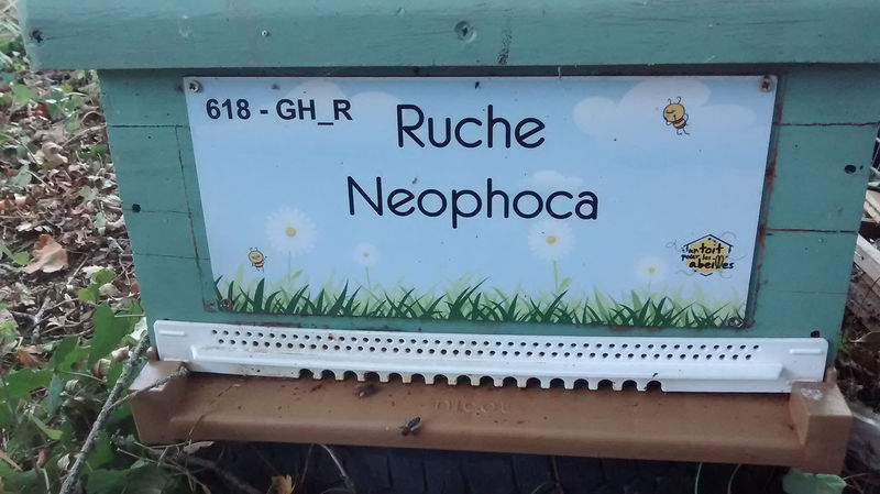 La ruche Neophoca
