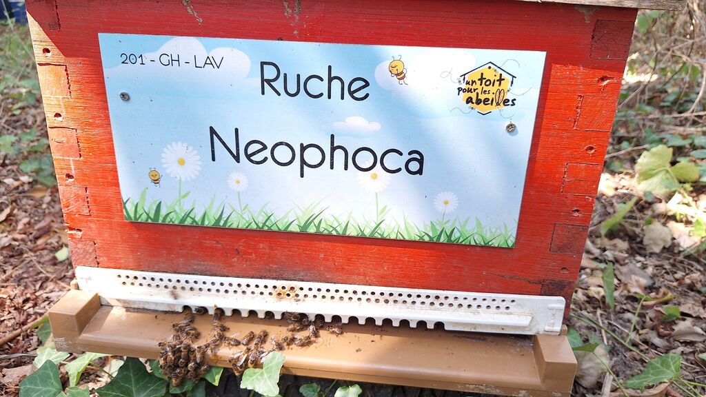 La ruche Neophoca