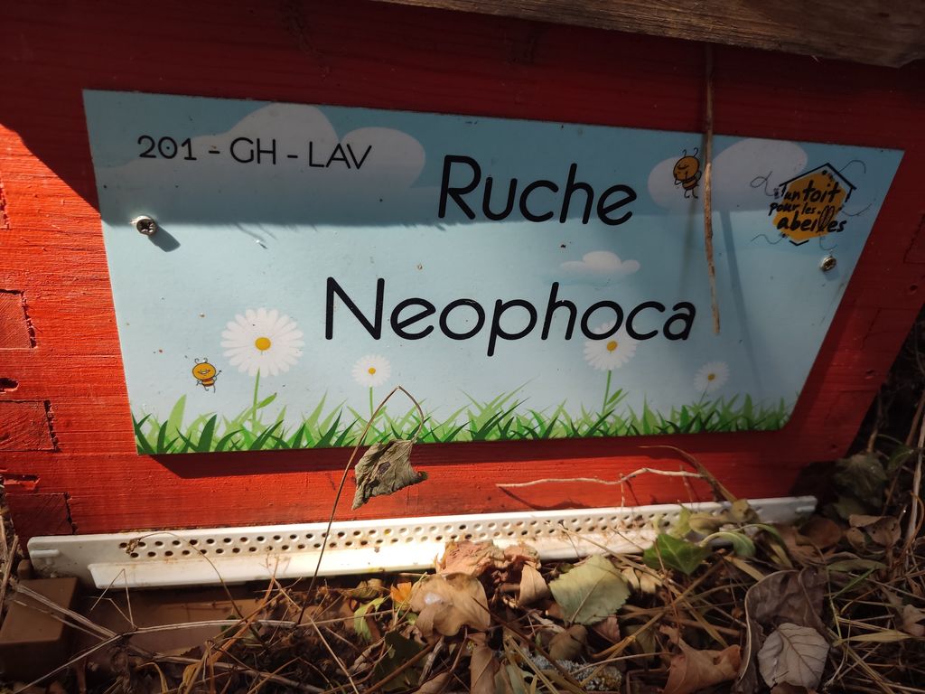 La ruche Neophoca