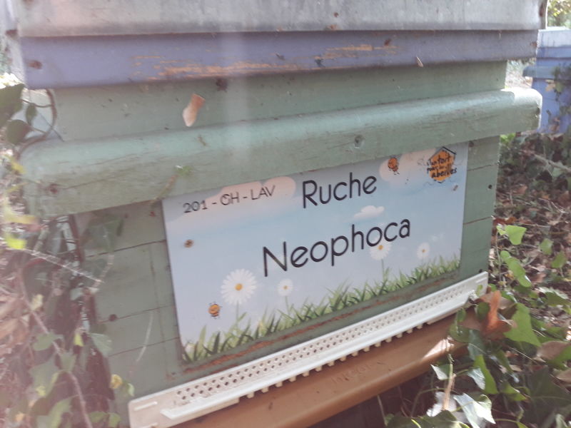 La ruche Neophoca