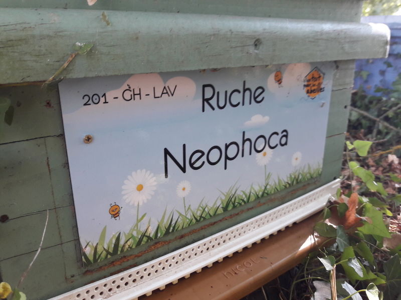 La ruche Neophoca