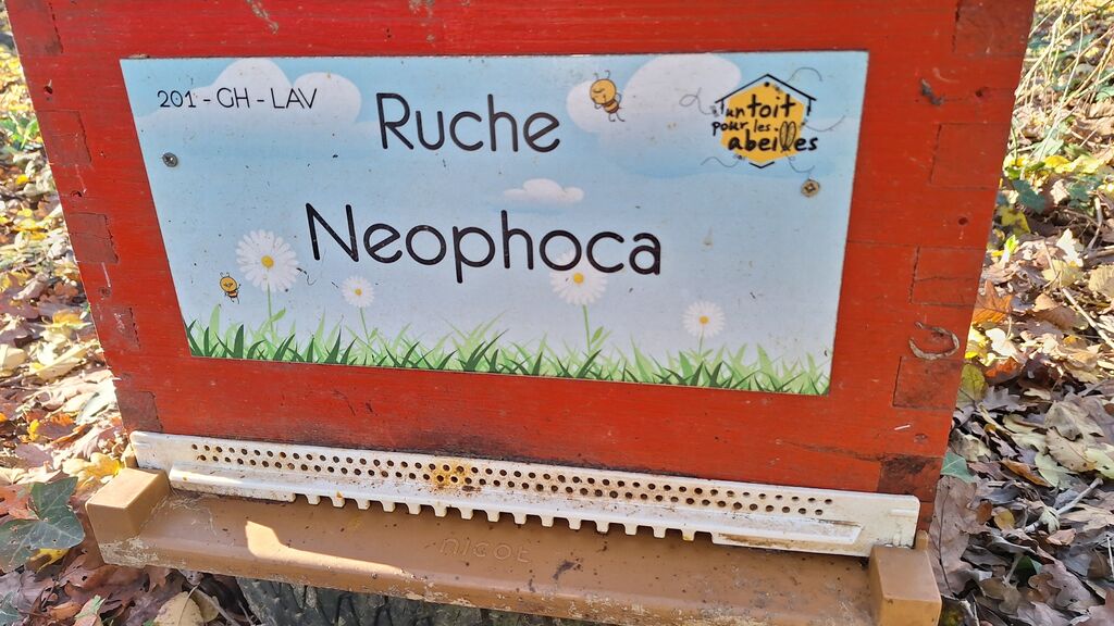 La ruche Neophoca