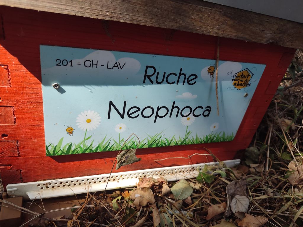 La ruche Neophoca