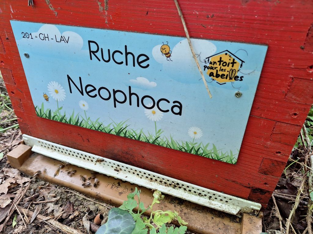 La ruche Neophoca