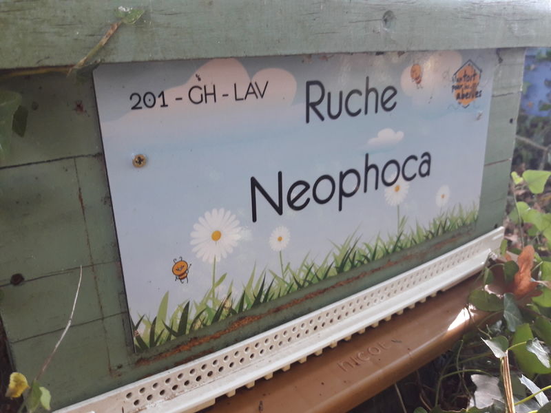 La ruche Neophoca