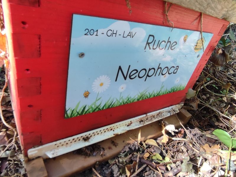 La ruche Neophoca