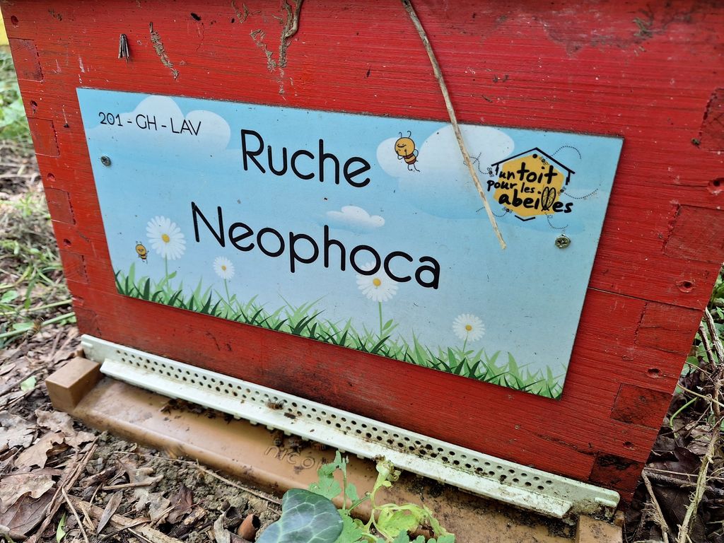 La ruche Neophoca
