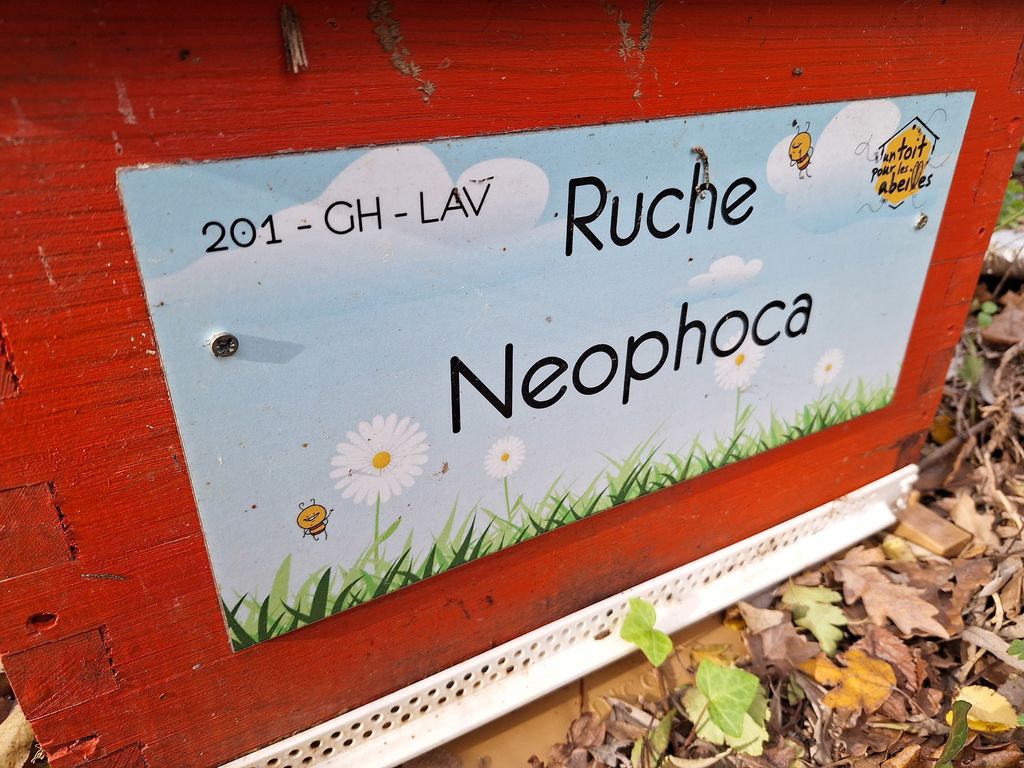 La ruche Neophoca