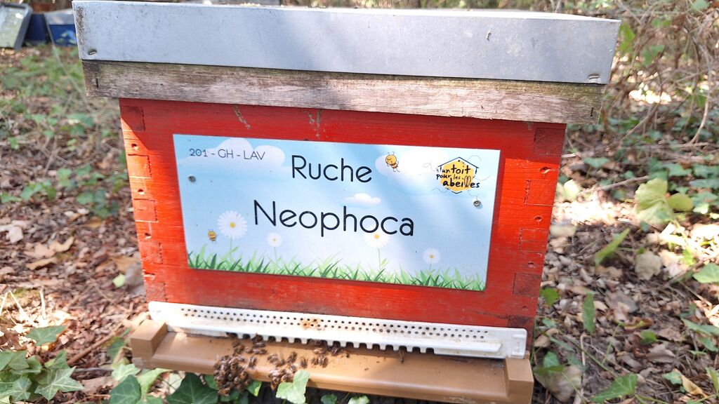 La ruche Neophoca