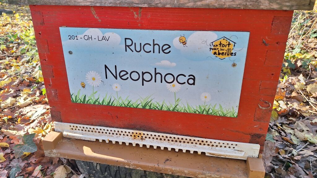 La ruche Neophoca
