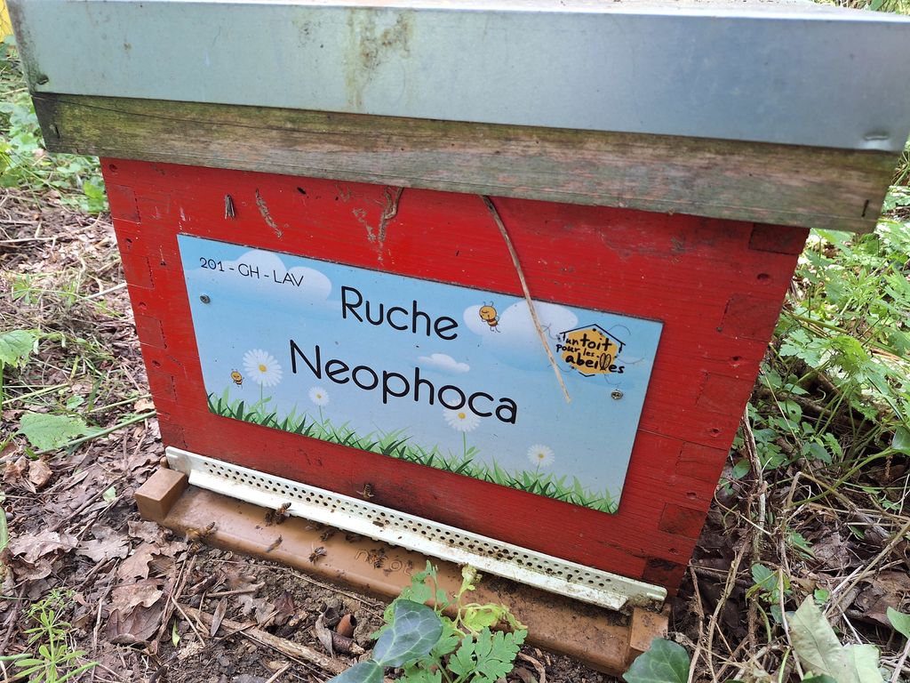 La ruche Neophoca