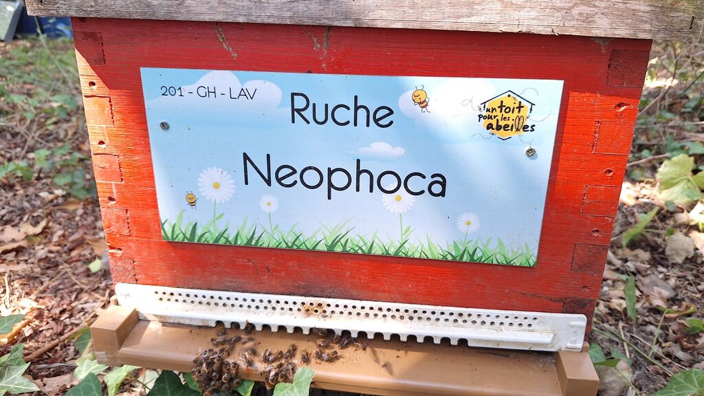 La ruche Neophoca