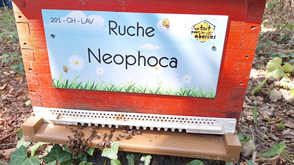 La ruche Neophoca