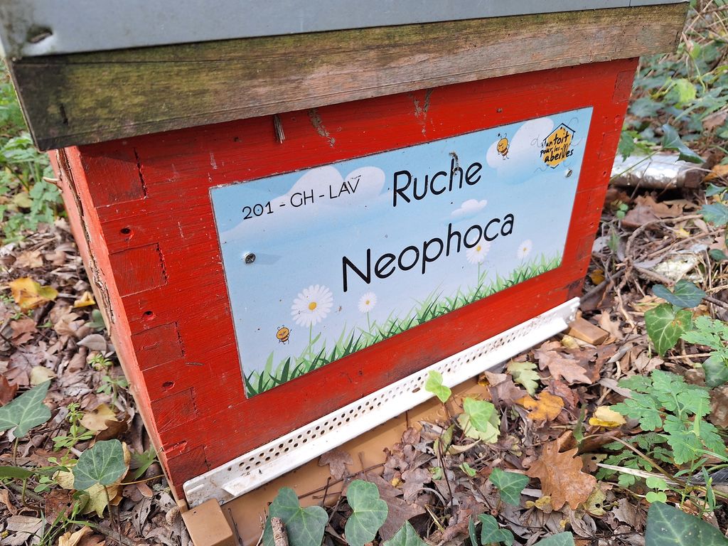 La ruche Neophoca