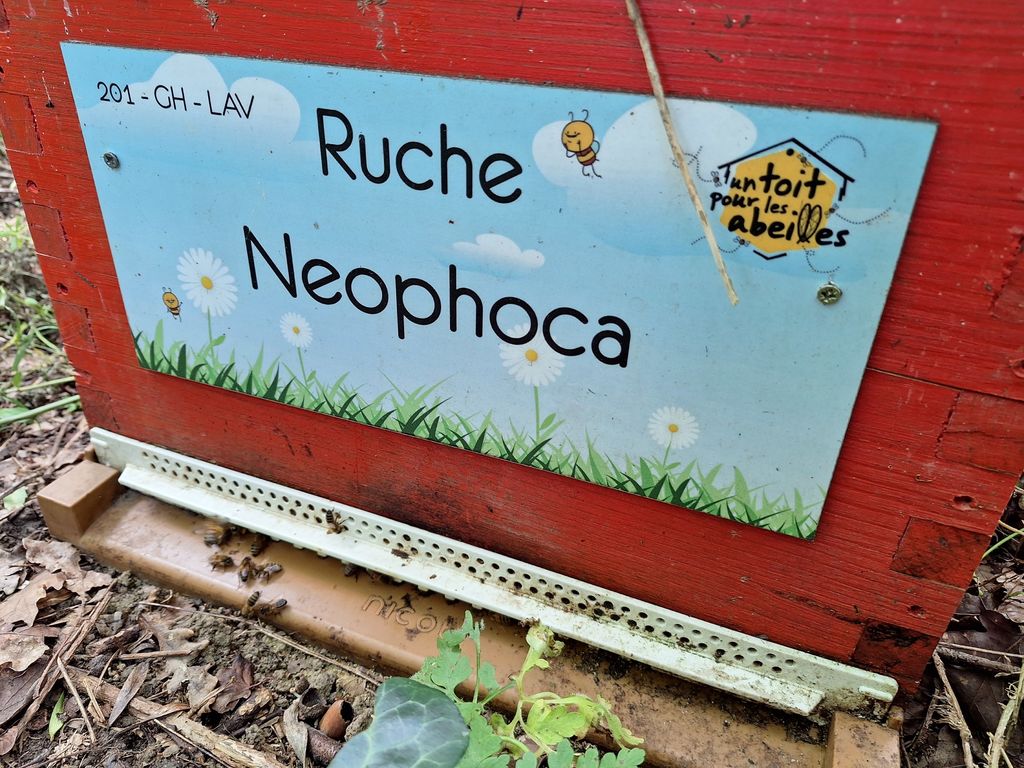 La ruche Neophoca