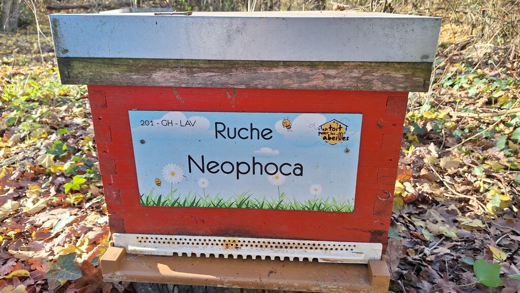 La ruche Neophoca