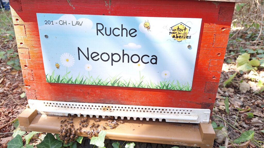 La ruche Neophoca