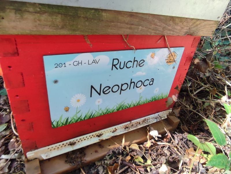 La ruche Neophoca