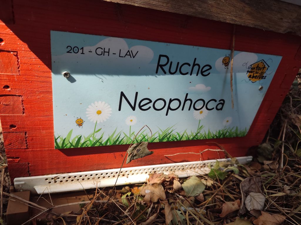 La ruche Neophoca