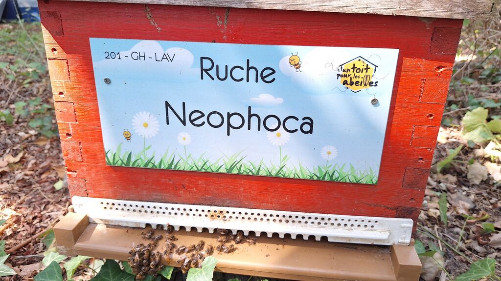 La ruche Neophoca