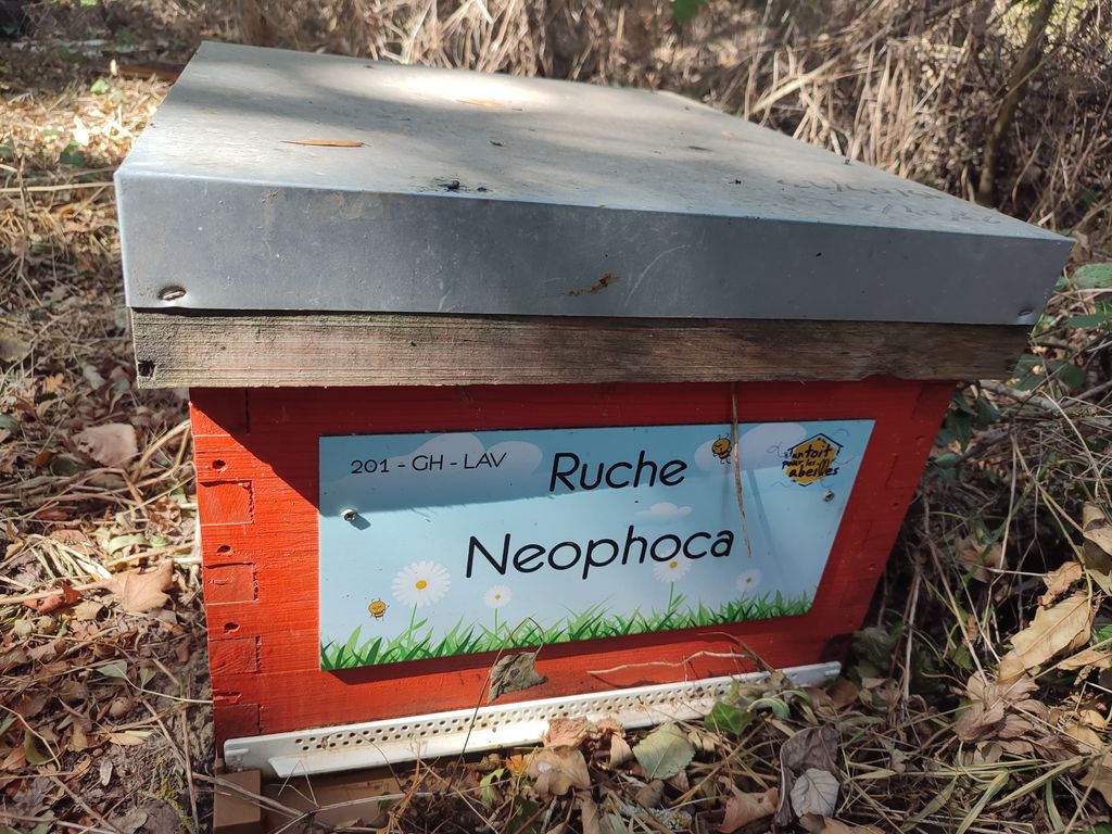 La ruche Neophoca