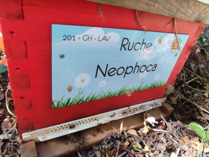 La ruche Neophoca