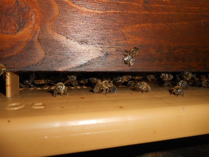 La ruche Ancolie