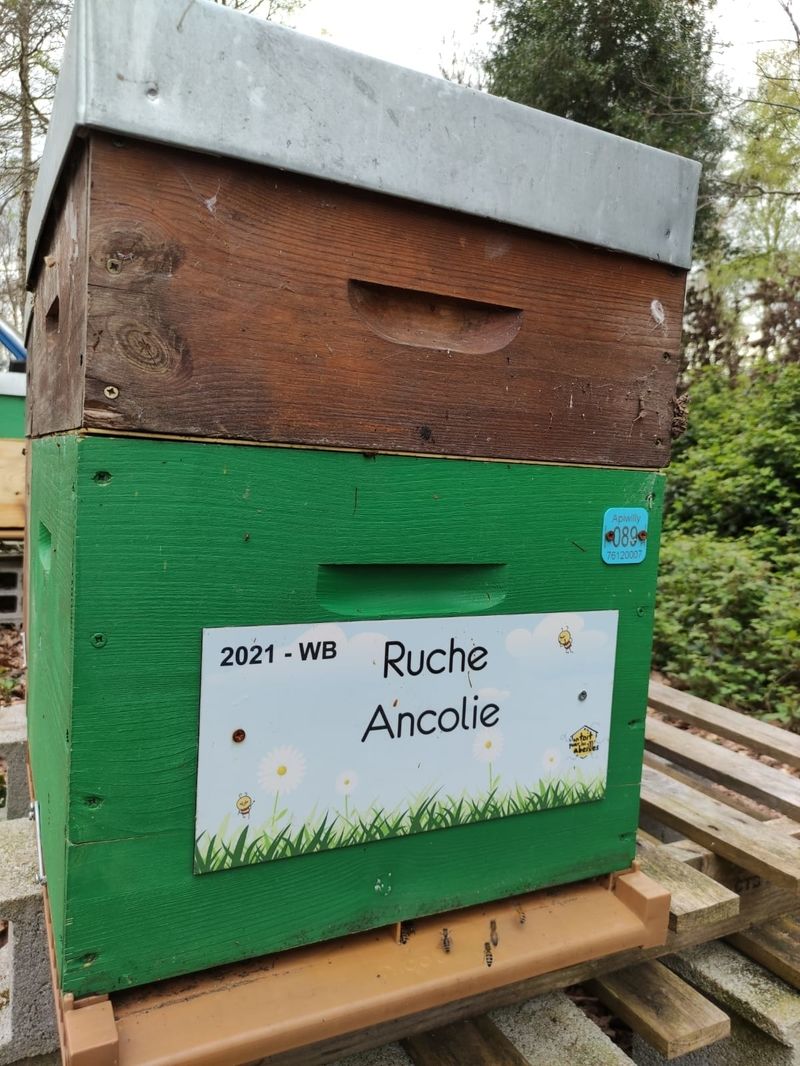 La ruche Ancolie