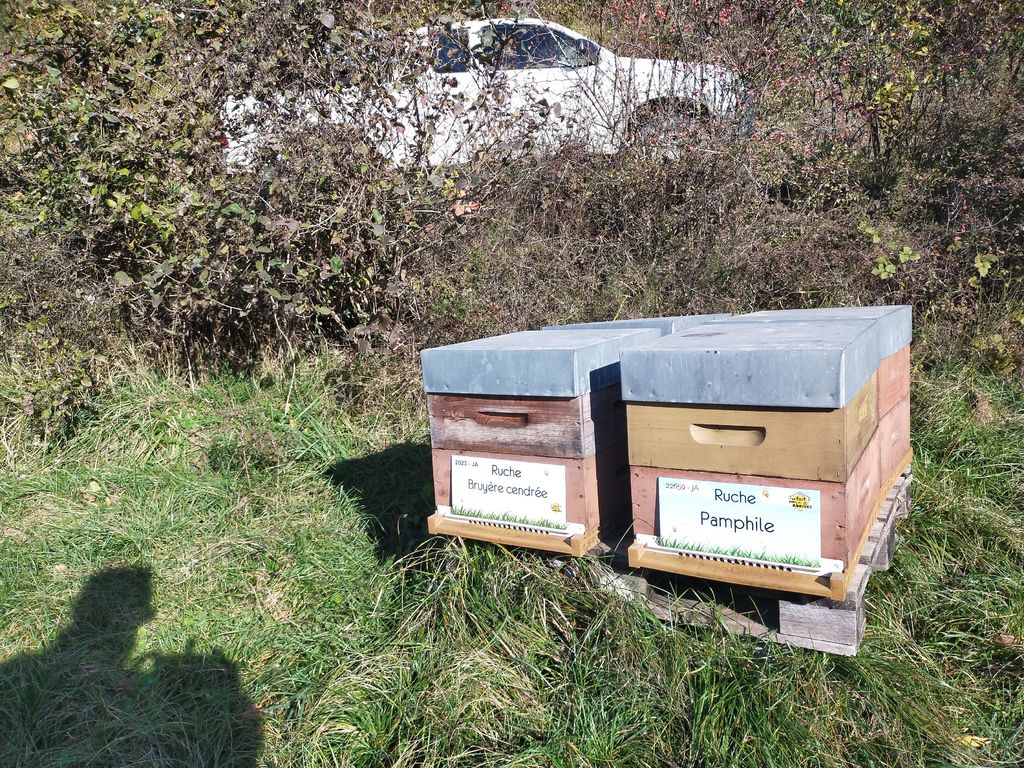 La ruche Bruyère cendrée