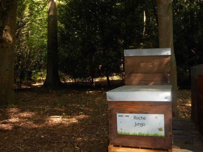 La ruche Jungo