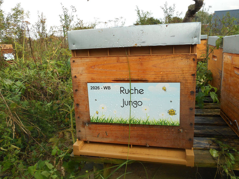La ruche Jungo