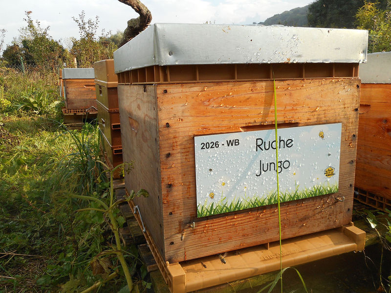 La ruche Jungo