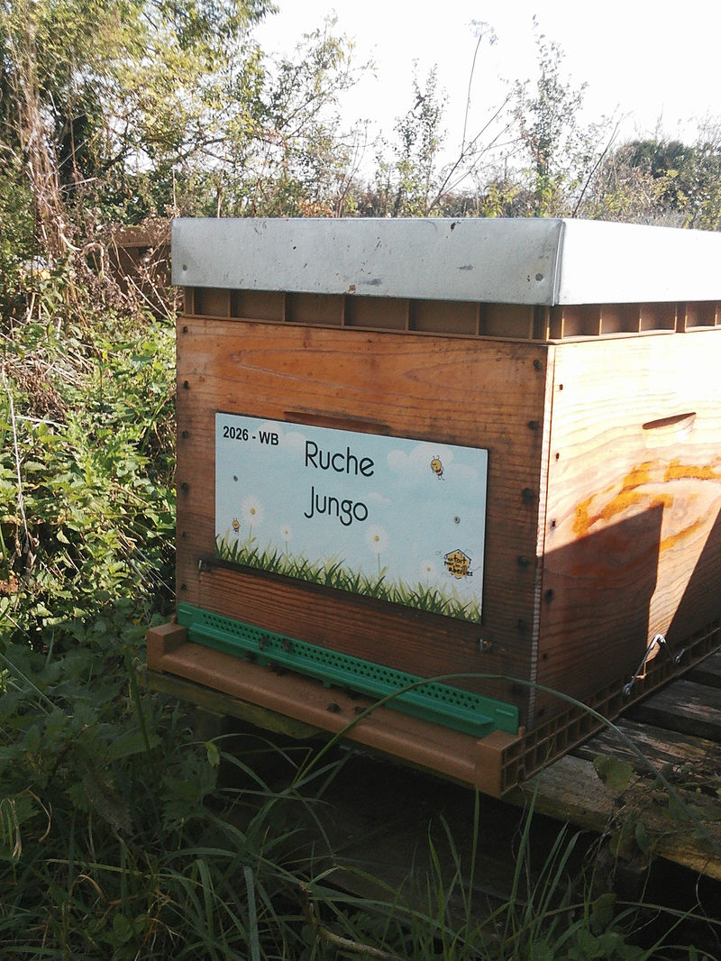 La ruche Jungo
