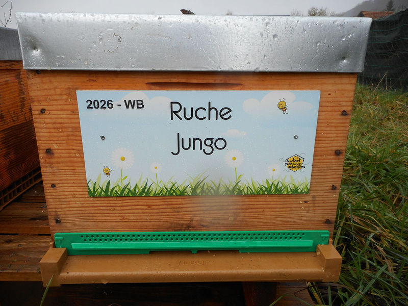 La ruche Jungo