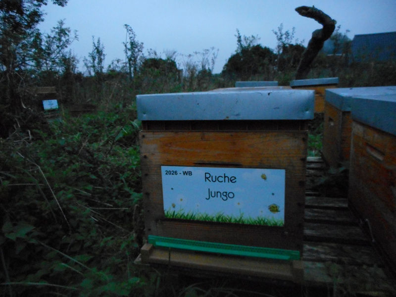 La ruche Jungo