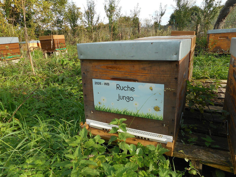 La ruche Jungo