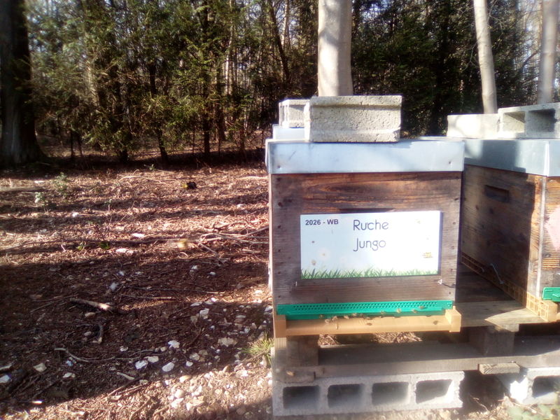 La ruche Jungo