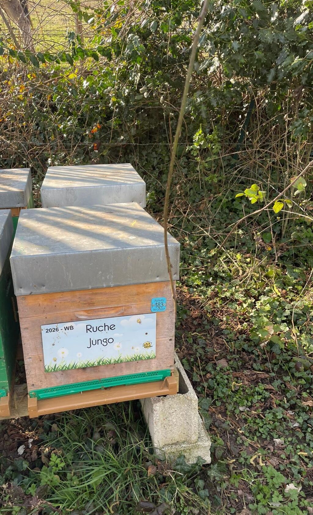La ruche Jungo