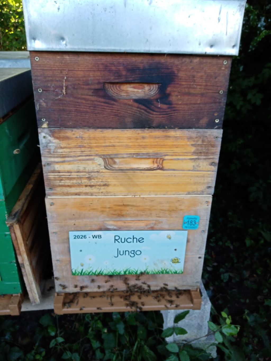 La ruche Jungo