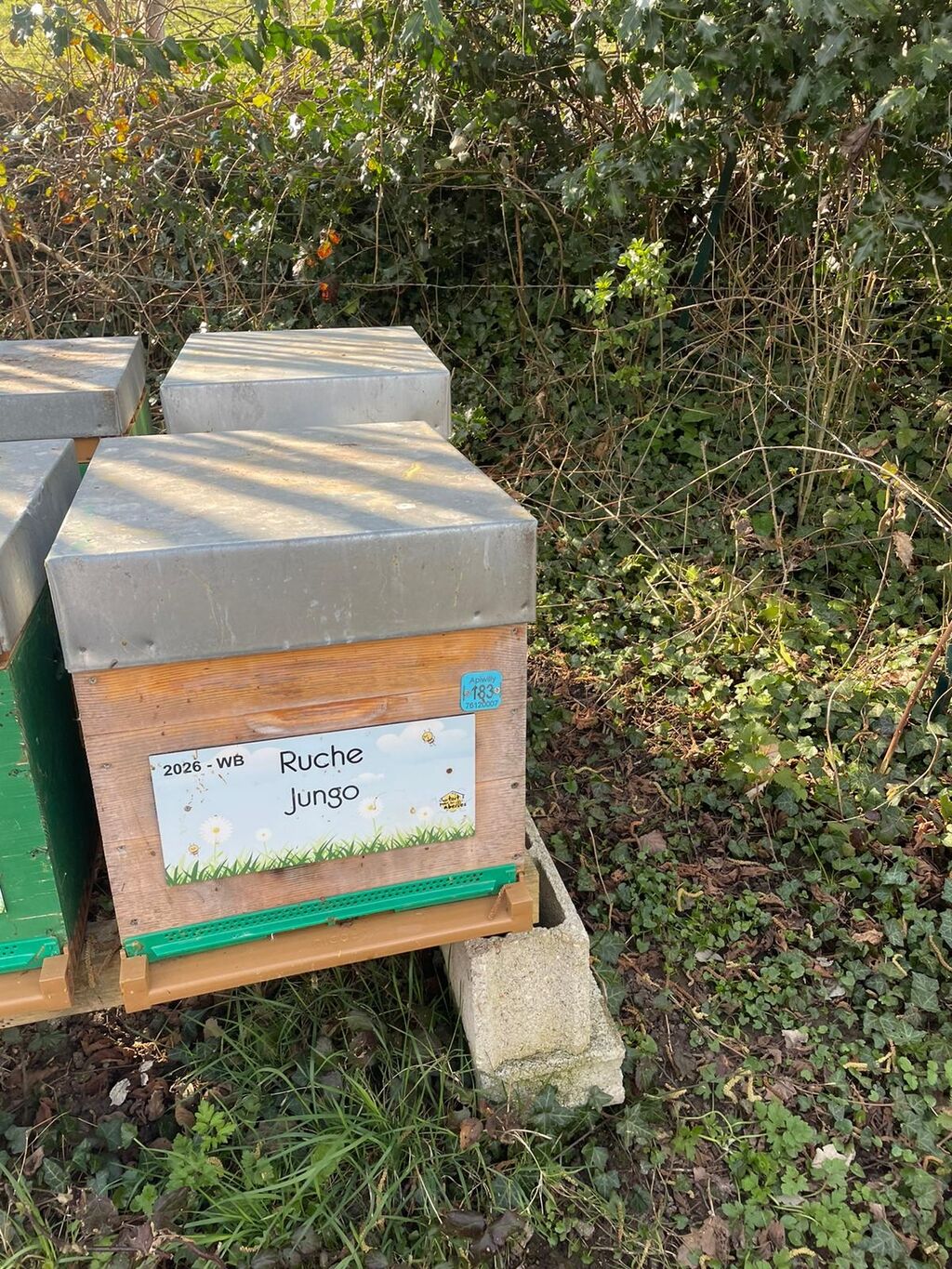 La ruche Jungo