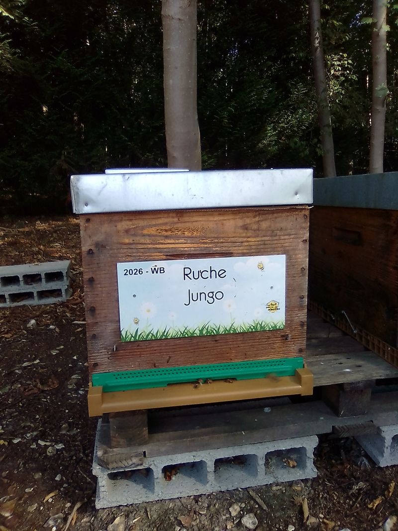 La ruche Jungo