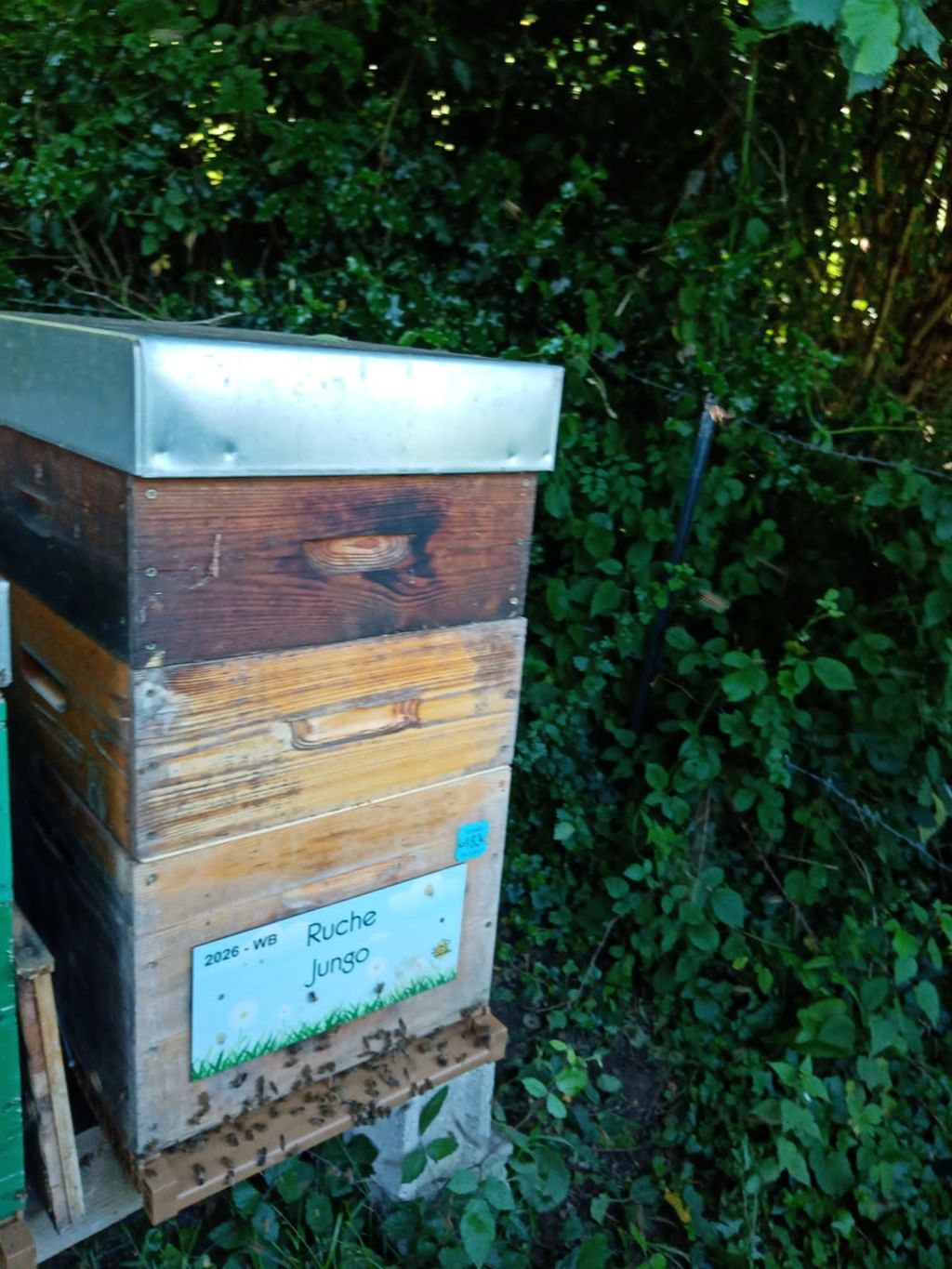 La ruche Jungo