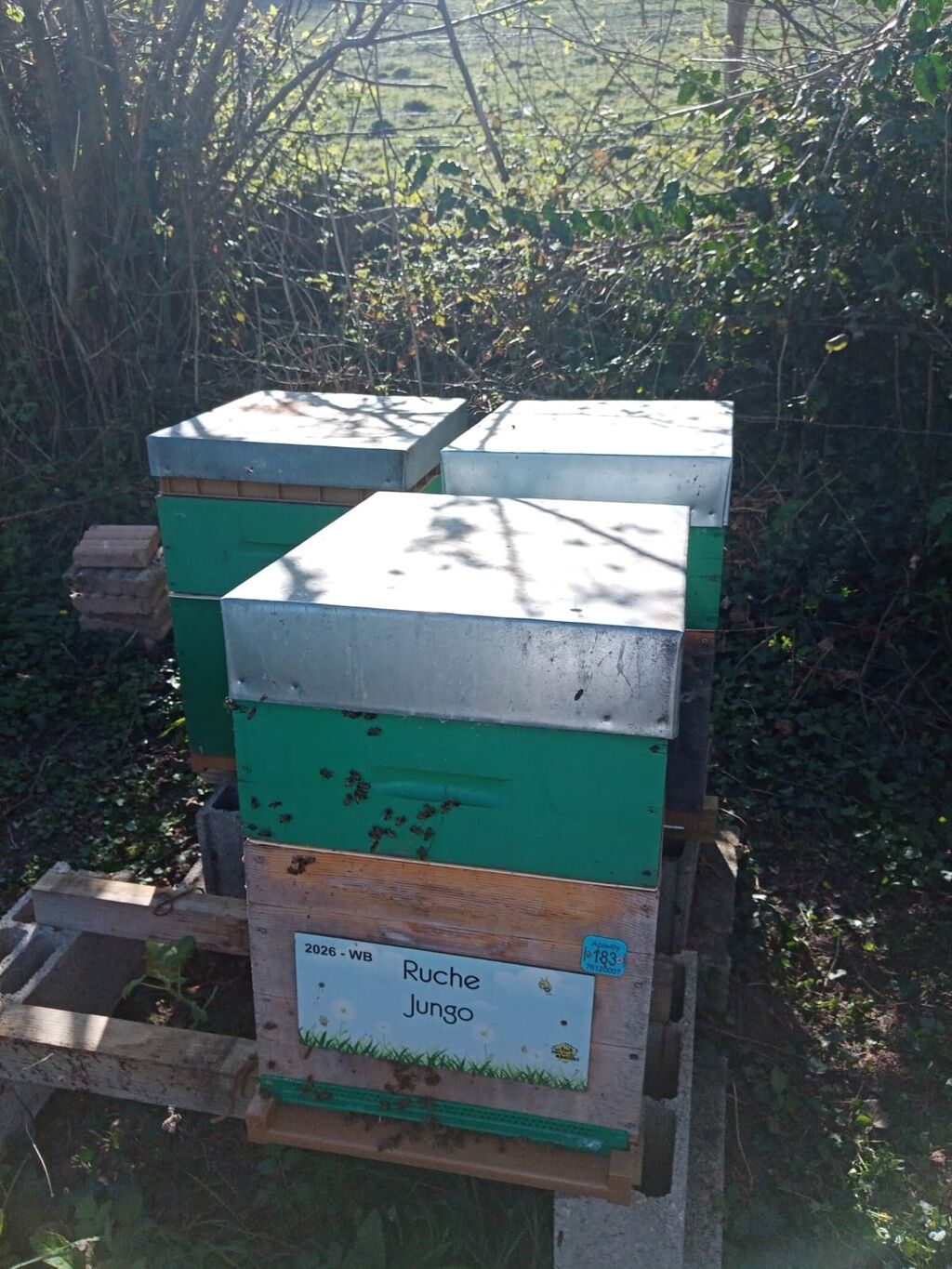 La ruche Jungo